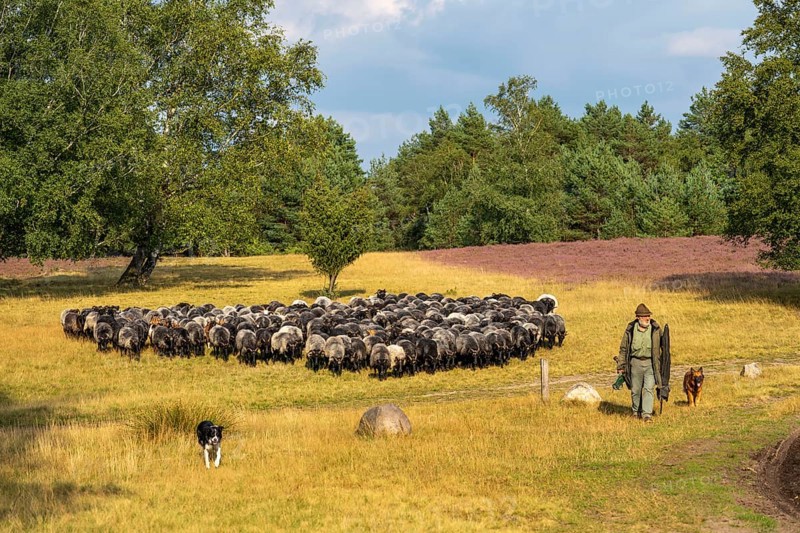 Heidschnucken herd, in the Höpener Heide, Schneverdingen, heather blossom of the broom heather, in the Lüneburg Heath nature reserve, Lower Saxony, Germany, Europe