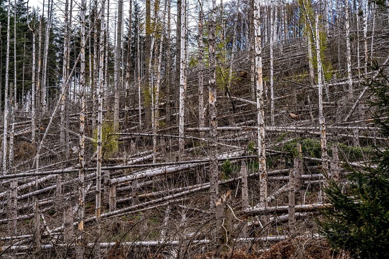 Dead spruce trees, broken by wind, lying in disarray, forest dieback in the Arnsberg Forest nature park Park, over 70 per cent of the spruce trees are diseased, damaged, mostly by the bark beetle, which was able to spread due to drought and heat, climate change, near Hirschberg, North Rhine-Westphalia, Germany, Europe