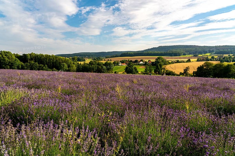 Lavender fields in East Westphalia Lippe, OWL, near the village of Fromhausen, near Detmold, the company Taoasis has been planting organic lavender since 2017 for the production of fragrances, the fields attract many thousands of visitors in summer, North Rhine-Westphalia, Germany, Europe
