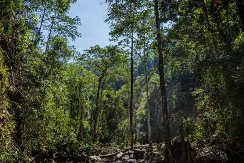 Rainforest, nature, landscape, clean, environment, rainforest, jungle, green, ecological, long-distance, exotic, flora, botany, jungle, forest, peace, relaxation, wellness, idyllic landscape, beautiful, beauty, paradise, paradisiacal, hiking, hike, trekking, tropical forest, rainy season, travel, tourism, tree, tropical tree, tropical wood, forest, deforestation, deforestation, climate, climate change, endangered, threatened, tropical, tropics, Asian, natural landscape, untouched, holiday, pristine, Lombok, Indonesia, Asia
