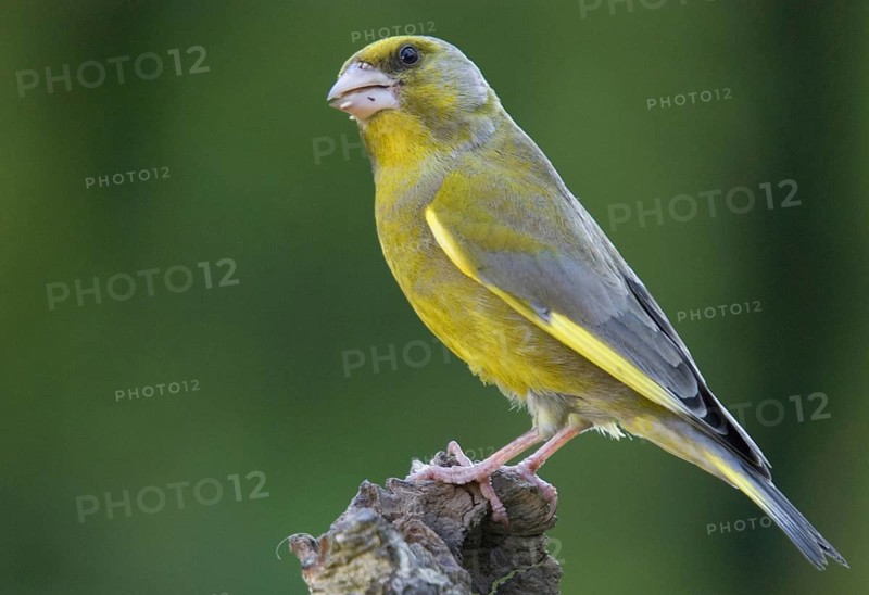 Animal, Animals, Bird, Birds, Finches, Greenfinch, Finch