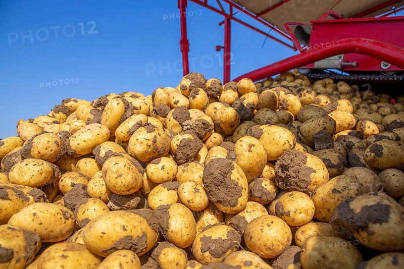 Farmer Hartmut Magin from Mutterstadt harvesting early potatoes in the Palatinate (Mutterstadt, Rhineland-Palatinate)