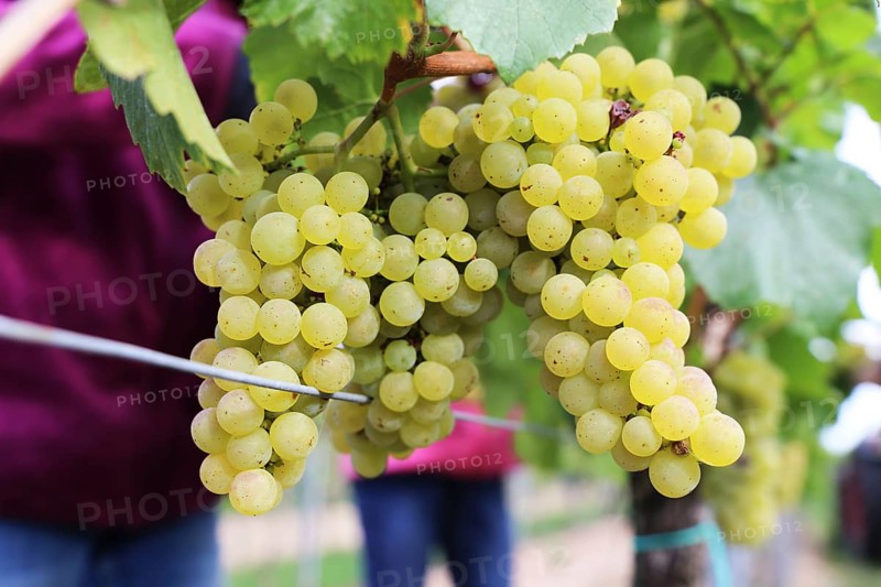 Grape grape harvest: Hand-picking of Chardonnay grapes in the Palatinate (Norbert Groß winery, Meckenheim)