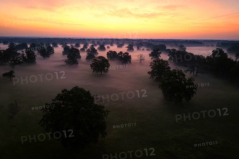 Aerial view, lake landscape, reed bed, foggy mood, sunrise, solitary oak, biotope, habitat, Elbe floodplain, floodplain landscape, river course, delta, Middle Elbe river landscape, flowing water, sunrise, Middle Elbe Biosphere Reserve, Saxony-Anhalt, Germany, Europe