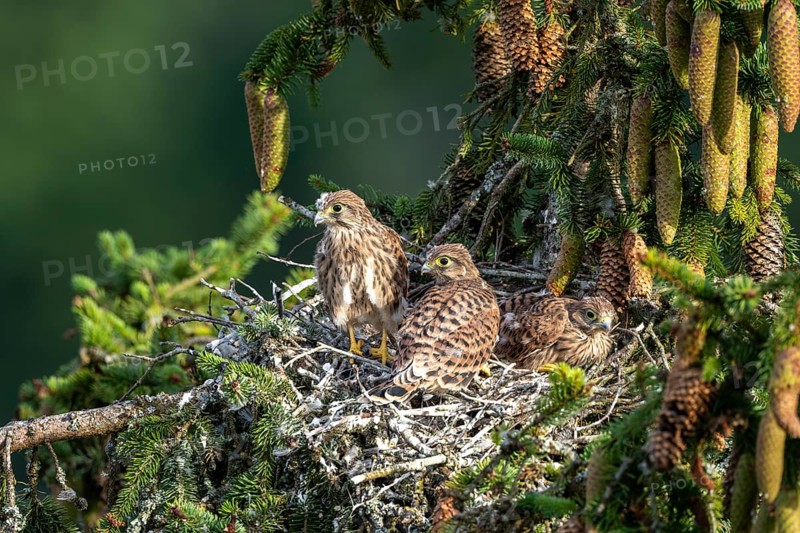 Common kestrel (Falco tinnunculus), young birds not yet ready to fly in the nest, Rhineland-Palatinate, Germany, Europe
