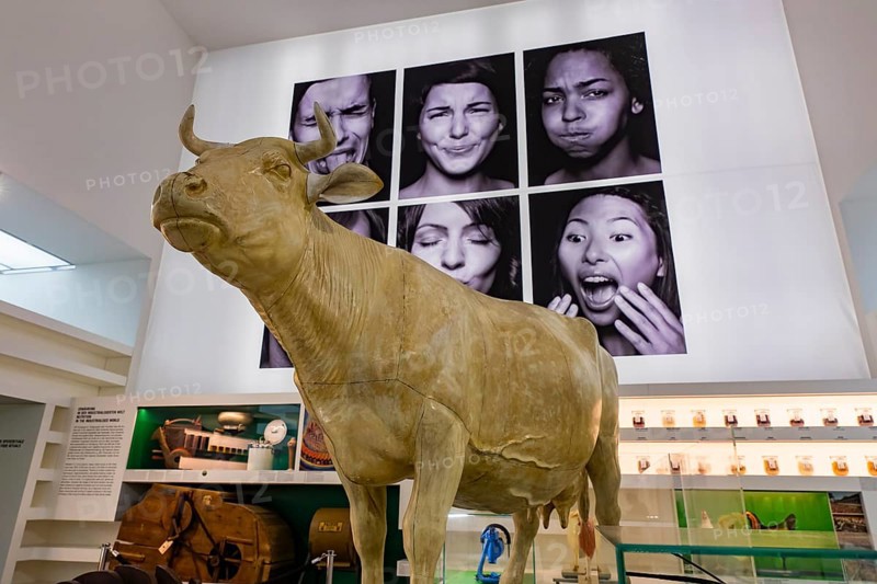 Founded in 1912, the Deutsches Hygiene-Museum is a museum in Dresden. It sees itself as a public forum for science, culture and society. Cow model
