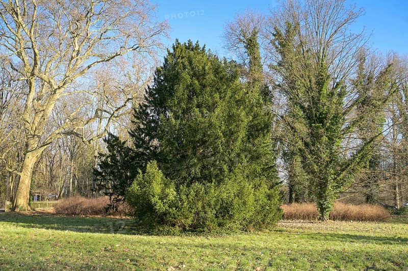Yew tree in Sacrow Castle Park, Potsdam, Brandenburg, Germany, Europe