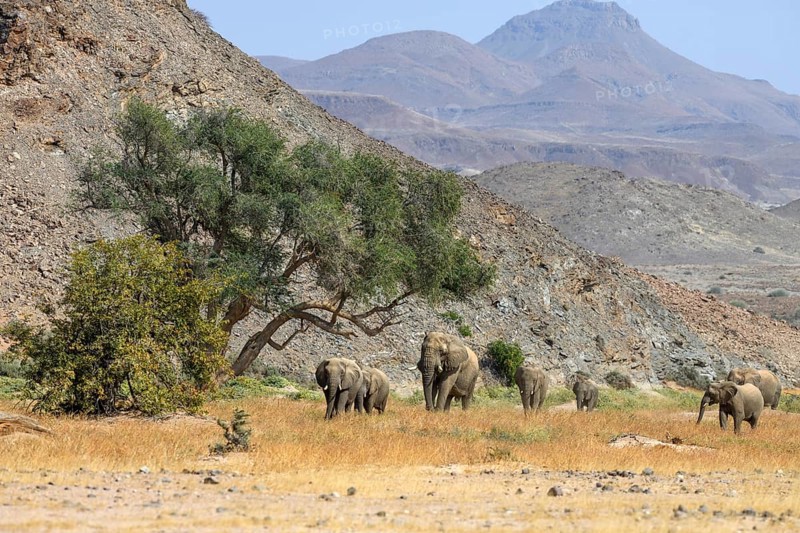 Desert elephants (Loxodonta africana) in the Huab dry river, Damaraland, Kunene region, Namibia, Africa