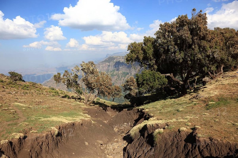 In the highlands of Abyssinia, in the Semien Mountains, landscape in the Semien Mountains National Park, Baumerika, Erica Arborea, Ethiopia, Africa