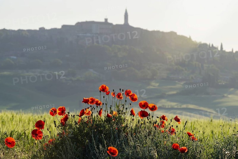 Landscape at sunrise around Pienza, Val d'Orcia, Orcia Valley, UNESCO World Heritage Site, Province of Siena, Tuscany, Italy, Europe
