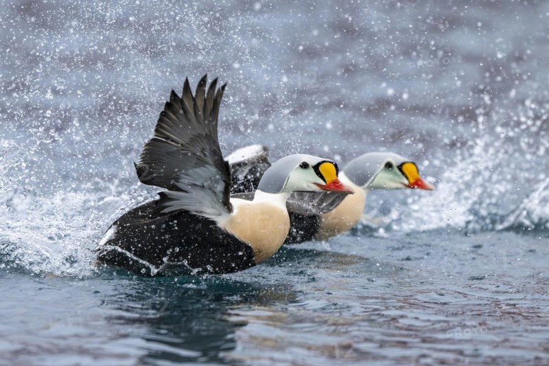 King eider (Somateria spectabilis), male, Batsfjord, Båtsfjord, Varanger Peninsula, Finnmark, Northern Norway, Norway, Europe