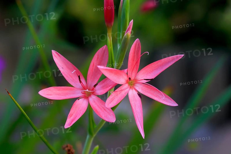 River lily (Hesperantha coccinea), flowering, blooming, at a pond, Elllerstadt, Germany, Europe