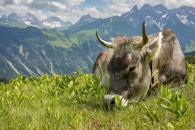Allgäu brown cattle (Bos primigenius taurus) on the Fellhorn, behind them the Allgäu main ridge with Trettachspitze, Mädelegabel, Bockkarkopf and Hochfrottspitze, Allgäu Alps, Allgäu, Bavaria, Germany, Europe