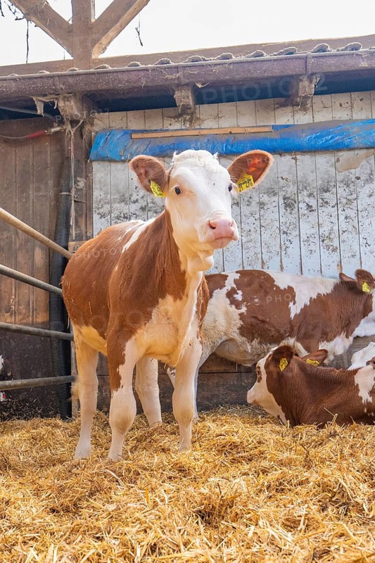 A calf stands in a barn full of straw next to other resting cattle on a farm, Haselstaller Hof, Gechingen, Black Forest, Germany, Europe