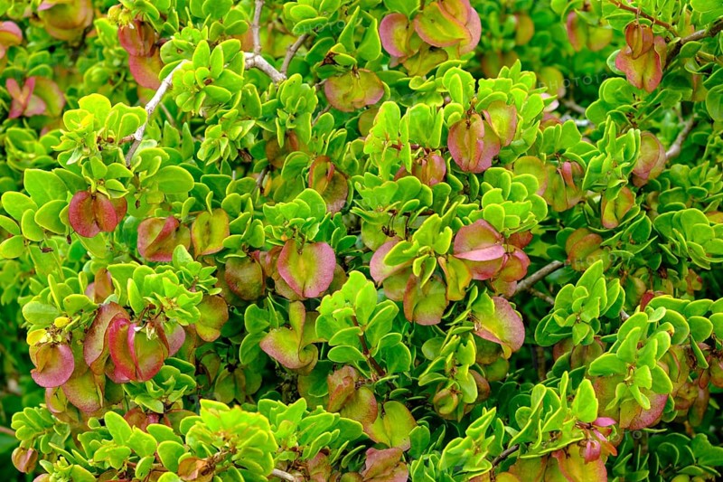 Fynbosch on the Postberg Peninsula, Langebaan Lagoon, West Coast National Park, West Coast National Park, Western Cape, South Africa, Africa