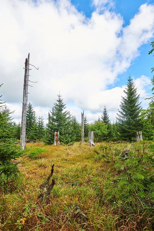 Vegetation with Norway spruce (Picea abies) and colored European blueberry (Vaccinium myrtillus) on Mount Lusen in late summer, Bavarian Forest, Bavaria, Germany, Europe