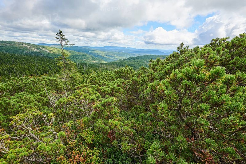 Scots pine (Pinus sylvestris) growing on Mount Lusen in late summer, Bavarian Forest, Bavaria, Germany, Europe