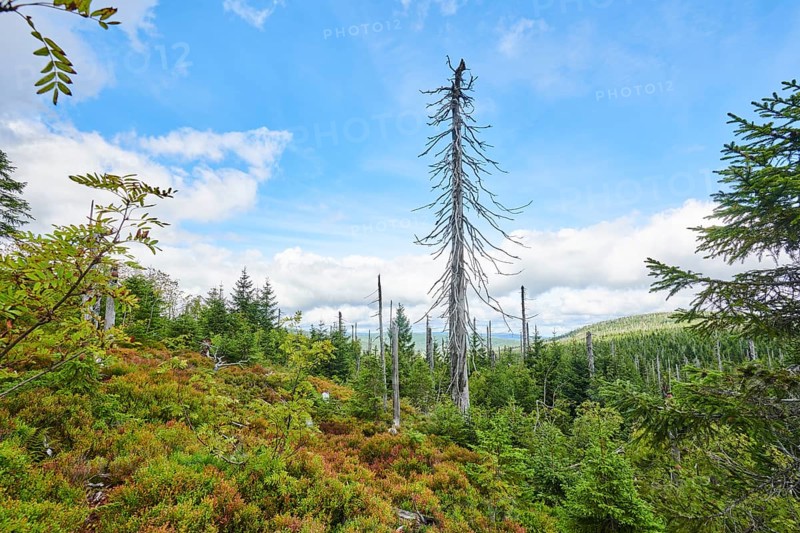 Vegetation with Norway spruce (Picea abies) and colored European blueberry (Vaccinium myrtillus) on Mount Lusen in late summer, Bavarian Forest, Bavaria, Germany, Europe