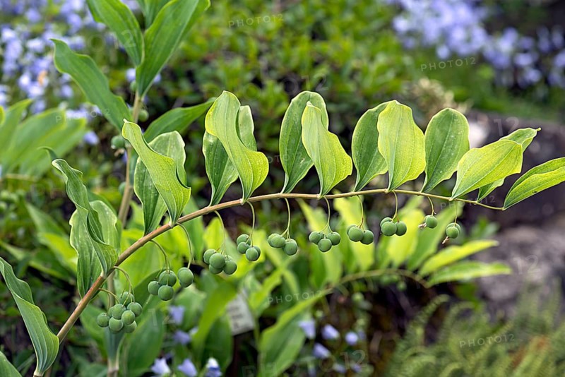 Solomon's seal (Polygonatum multiflorum), Botanical Garden, Erlangen, Middle Franconia, Bavaria, Germany, Europe