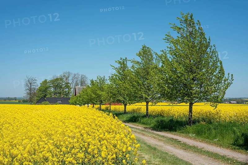 Gravel road through fields with rapeseed in Skurup municipality, Skåne, Sweden, Scandinavia, Europe