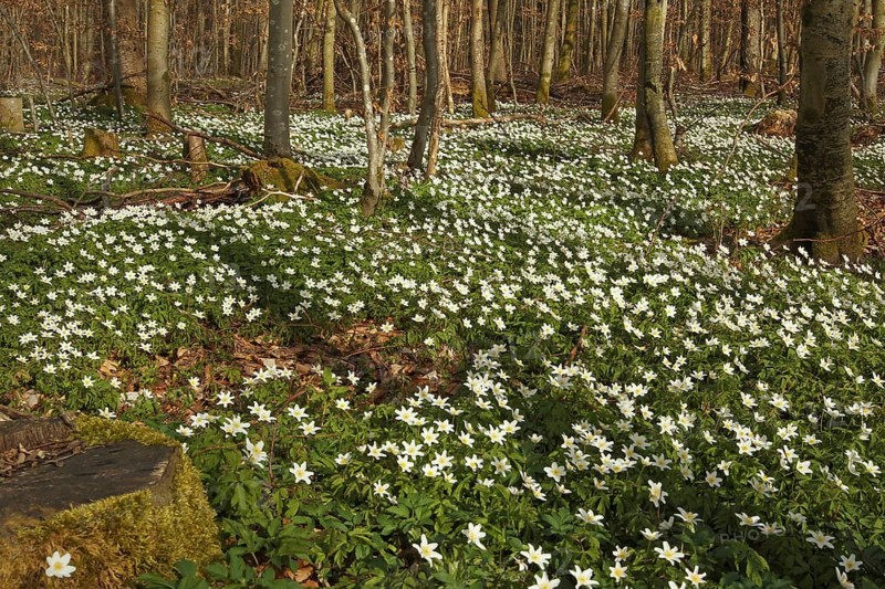 Wood anemone (Anemone nemorosa) Carpet of flowers in deciduous forest, Allgäu, Bavaria, Germany, Allgäu/Bavaria, Germany, Europe
