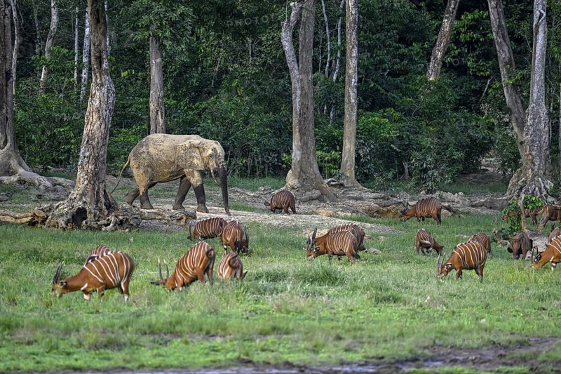 Forest elephant (Loxodonta cyclotis) and bongo antelope (Tragelaphus eurycerus) in the Dzanga Bai forest clearing, Dzanga-Ndoki National Park, Unesco World Heritage Site, Dzanga-Sangha Complex of Protected Areas (DSPAC), Sangha-Mbaéré Prefecture, Central African Republic, Africa
