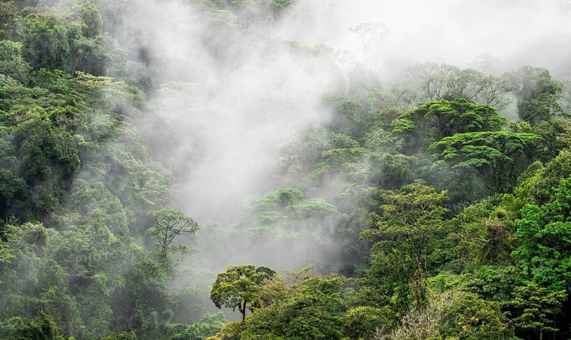 Fog drifts through the rainforest, treetops in the dense forest, mountain rainforest, Alajuela province, Costa Rica, Central America
