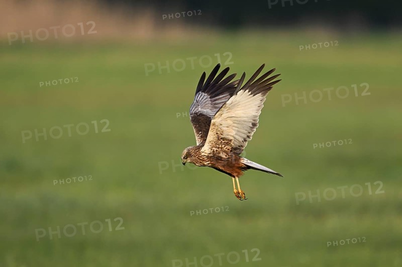 Montagu's harrier (Circus pygargus), female in flight, Lake Neusiedl National Park, Seewinkel, Burgenland, Austria, Europe