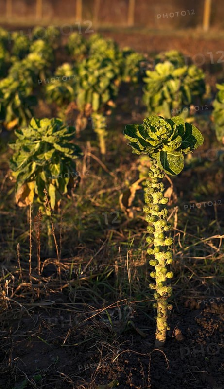 Agriculture cultivation of Brussels sprouts in a field, winter field, vegetables, agriculture, agribusiness, Fellbach, Baden-Württemberg, Germany, Europe