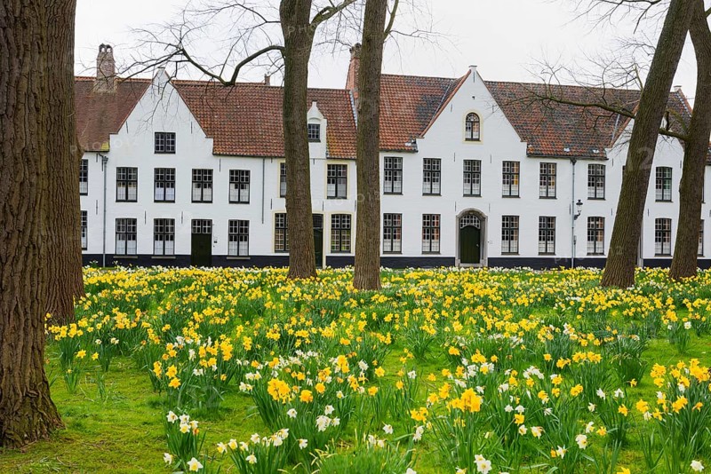 The Beguinage, Benelux, city, city trip, garden, flowers, yellow, religious, religion, West Flanders, Flanders, Middle Ages, UNESCO, textile industry, row of houses, Easter flowers, tourism, travel, history, culture, idyllic, monastery, nuns, woman, cloister, Christianity, Bruges, Belgium, Europe