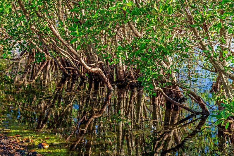 Dense mangrove vegetation reflected in the calm waters of the coast of Rio de Janeiro, Brazil, Rio de Janeiro, Brazil, South America