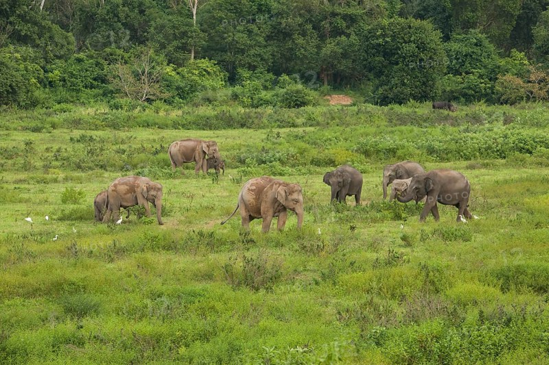 Indian elephants (Elephas maximus indicus), Khiri Khan, Hua Hin, Kui Buri National Park, Thailand, Asia
