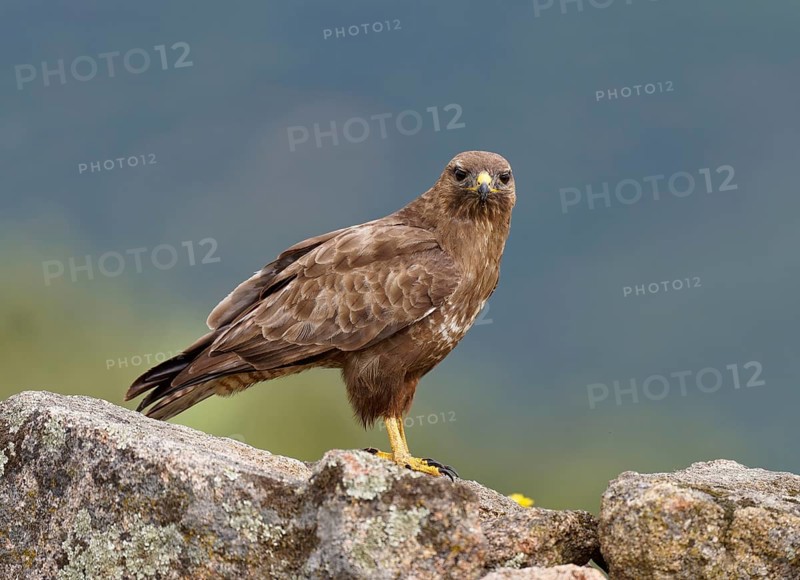 Common buzzard (Buteo buteo), portrait, Castilla-La Mancha, Spain, Europe
