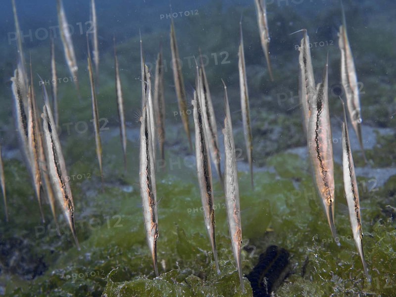 A group of long silver fish, jointed razorfish, razorfish (Aeoliscus strigatus) swimming upside down in the water, dive site Secret Bay, Gilimanuk, Bali, Indonesia, Asia