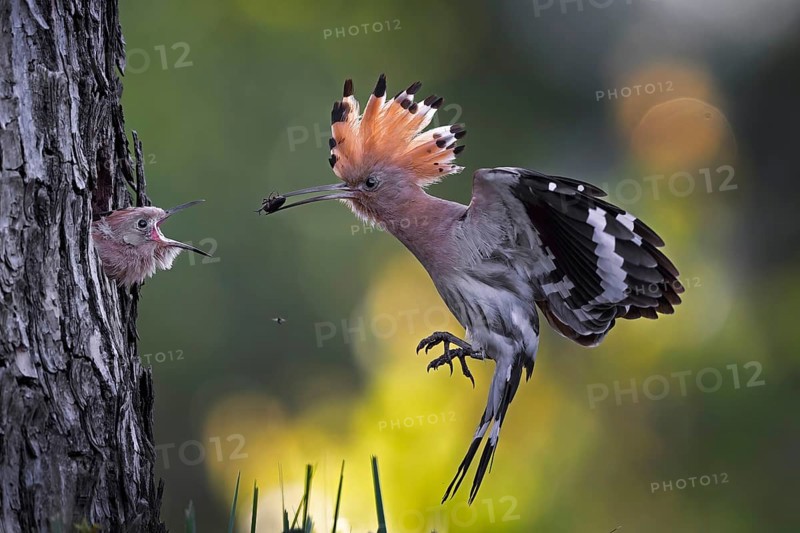 Hoopoe (Upupa epops) Bird of the Year 2022, male with a beetle as food for the young bird, feeding, courtship feeding, erected canopy, golden hour, backlight, sunlight, rising sun, breeding cave, approach, Middle Elbe Biosphere Reserve, Saxony-Anhalt, Germany, Europe
