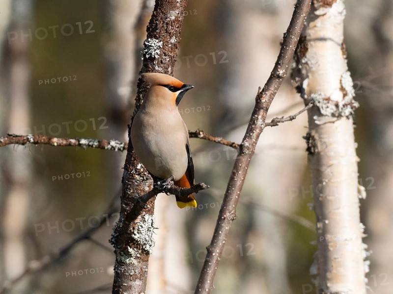 Bohemian waxwing (Bombycilla garrulus) perched on branch, May, Finnish Lapland