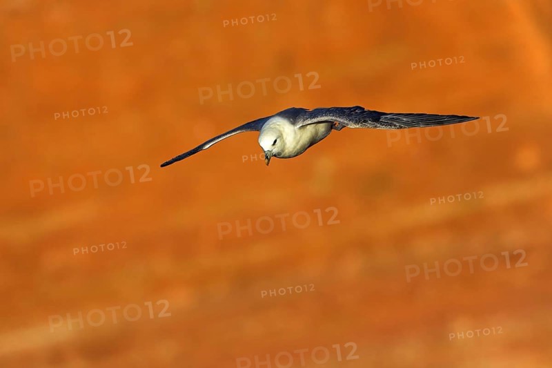 Fulmar, (Fulmarus glacialis), Heligoland, island of Heligoland, Schleswig-Holstein, Federal Republic of Germany