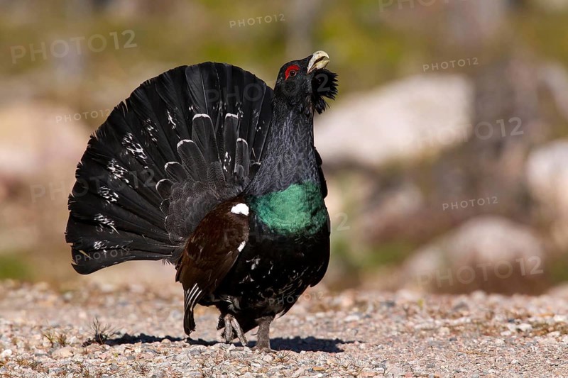 Capercaillie, Tetrao urugallus, Bavaria, Bavaria, Federal Republic of Germany