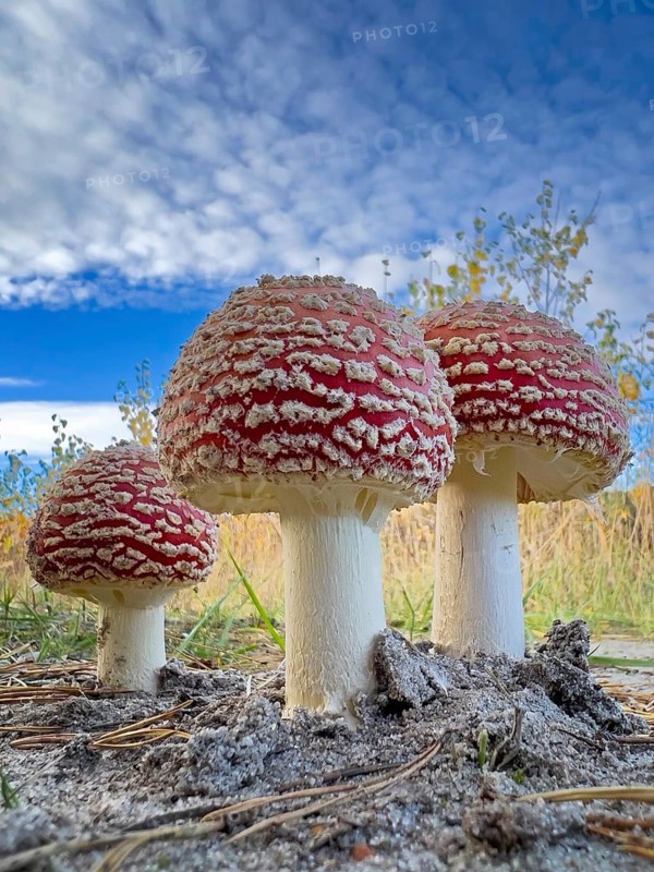 Red fly agaric (Amanita muscaria), poisonous mushroom, red cap with white spots, lucky mushroom, fruiting body, poisonous alkaloids muscimol and ibotenic acid, beadling relative, lamellae, spore dust, occurrence in coniferous and deciduous forests, poisoning, mushroom counselling, deep dump, post-mining landscape, Saxony-Anhalt, Germany, Europe