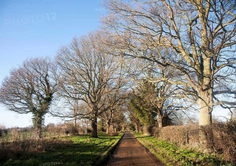Landscape of long straight road passing trees in winter, Sutton, Suffolk, England, United Kingdom, Europe