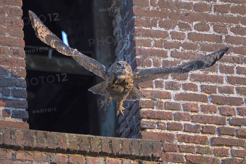 Eurasian eagle-owl (Bubo bubo), fledgling, making its first attempts at flight, industrial wasteland, Ewald colliery, Herten, Ruhr area, North Rhine-Westphalia, Germany, Europe