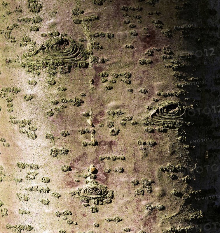 Texture of tree bark with patterns similar to the eye
