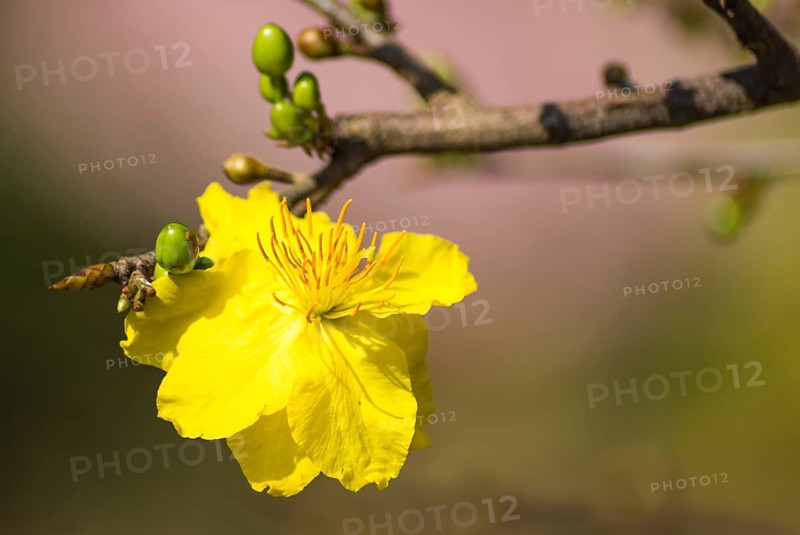 Flowering branch of yellow apricot in Vietnam