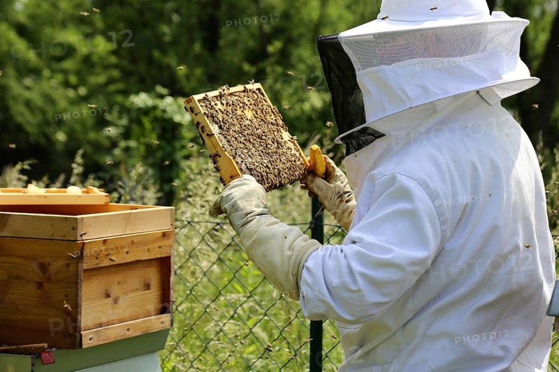 Beekeeper works on his hive