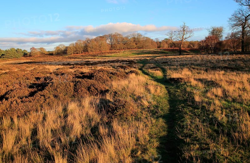 Winter landscape of deciduous trees and heather plants on heathland, Sutton Heath Suffolk, England, UK