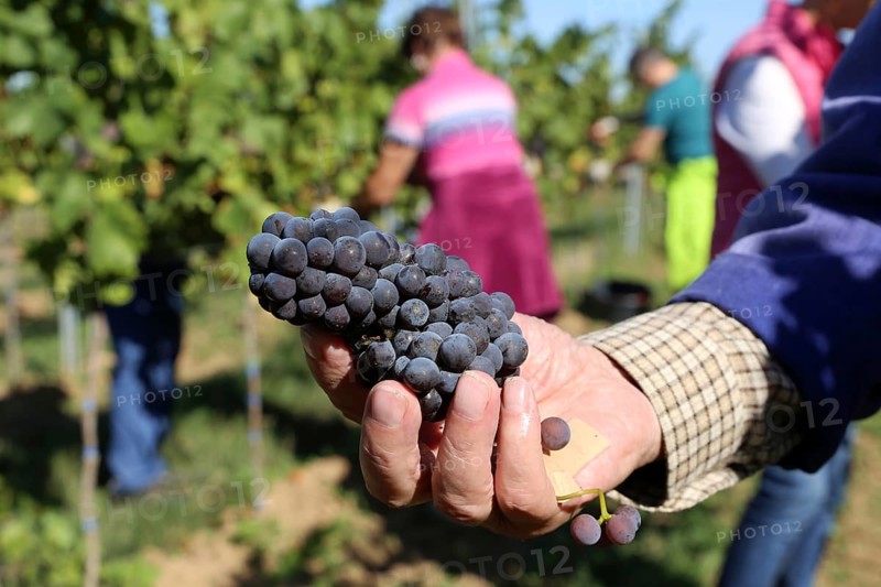 Grape grape harvest: Hand-picking of Pinot Gris grapes in the Palatinate (Norbert Groß winery, Meckenheim)