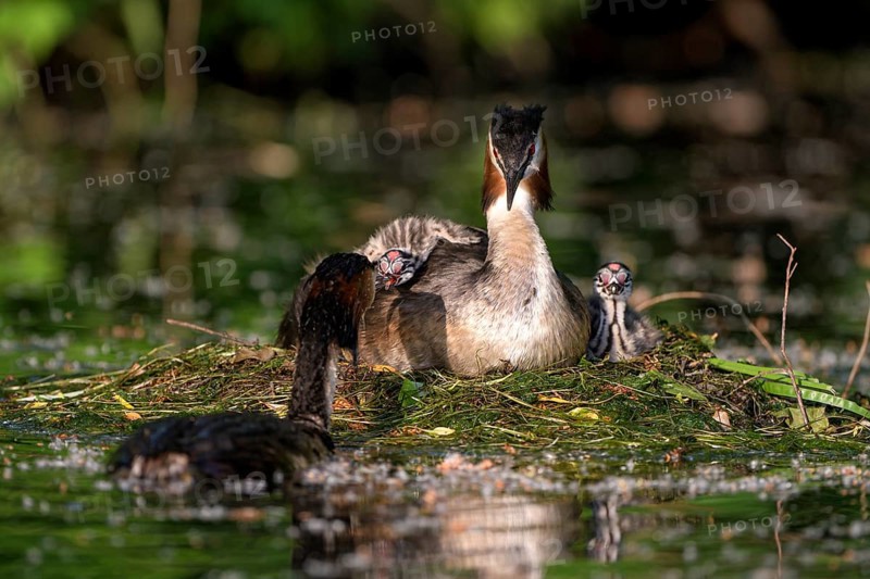 Great Crested Grebe (Podiceps cristatus), pair and young birds at the nest, one adult bird feeding the chicks, Krickenbecker Seen, North Rhine-Westphalia, Germany, Europe