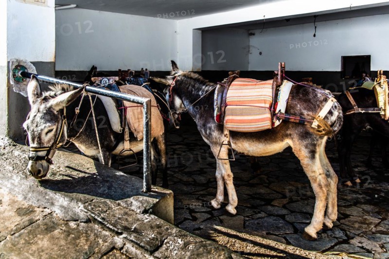 Donkeys for transporting tourists to the Acropolis, winding alleyways with white houses, Lindos, Rhodes