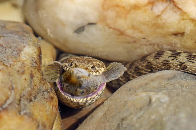 Dice snake (Natrix tessellata) with preyed fish, Provence, southern France