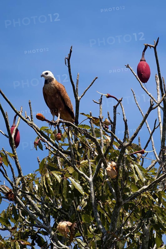 Black collared Hawk, Busarellus nigricollis, in a kapok tree, Chorisia speciosa, Amazon Basin, Brazil, South America